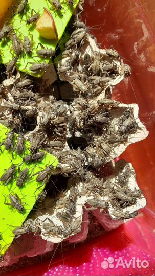 Домовые сверчки / аргентинские тараканы