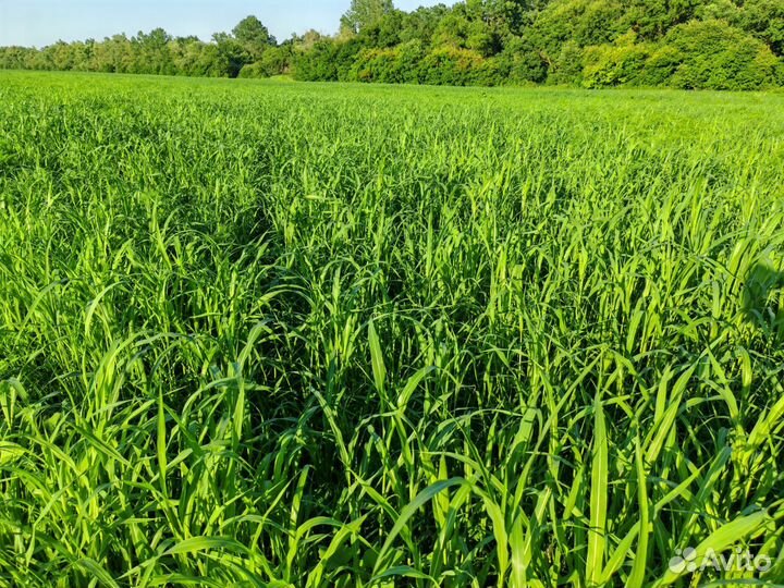 Сенокос на корню. Травостой