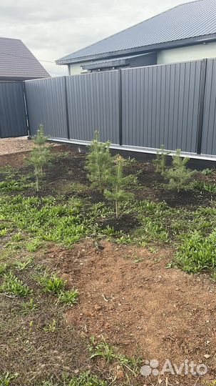 Саженцы хвойных растений. Сосна