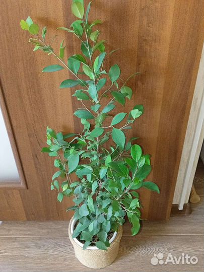 Фикус Бенджамина