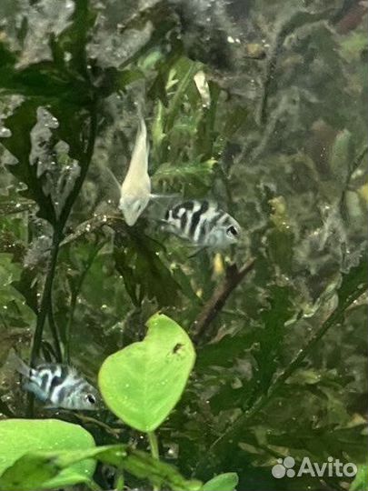 Рыбки пресноводн., аквариумная соль