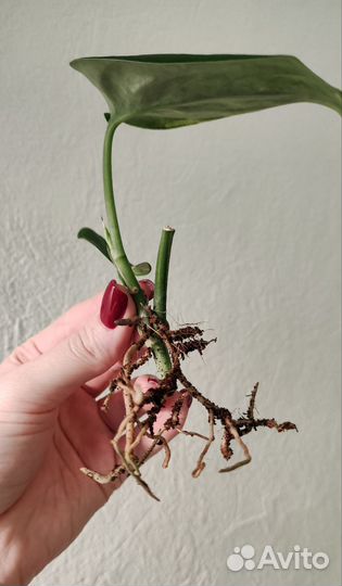 Сциндапсус Жаде сатин вариегатный