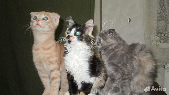 Котята отдам даром