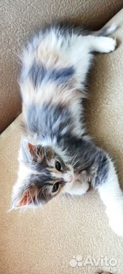 Котята мейн-кун