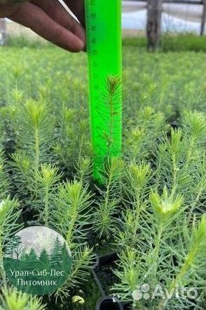 Сеянцы зкс Сосна Ель Лиственница окс Голуб Горн