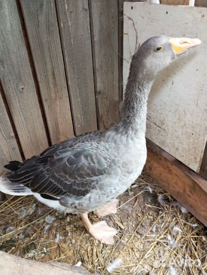 Продам гуся