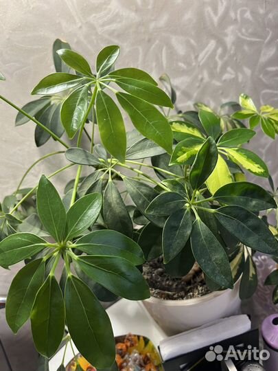 Комнатные цветы