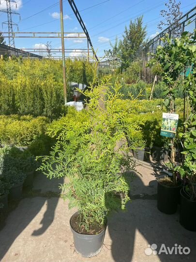 Туя Брабант 100-120см