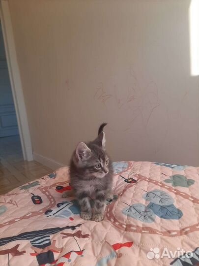 Котёнок 2мес в дар