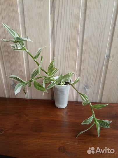 Традесканция Тиама и Белоцветковая Альбифлора