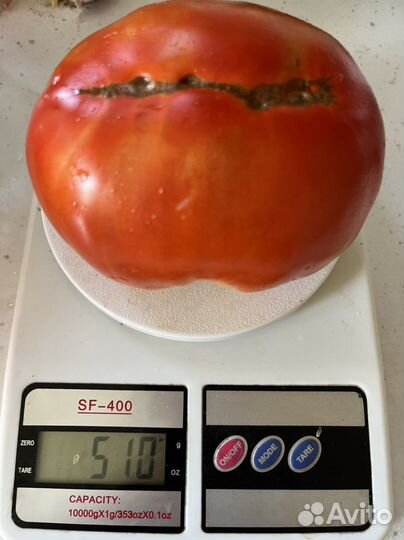 Семена коллекционных сортов томатов