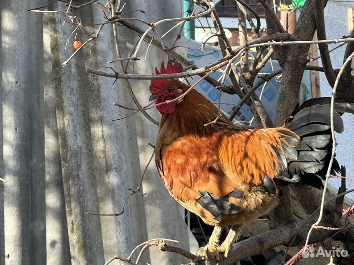 Декоративный петух