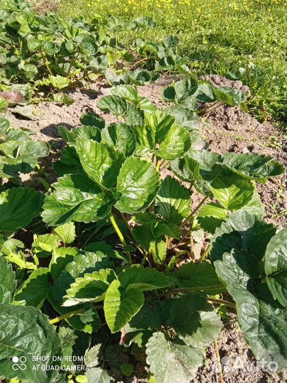 Саженцы клубники купчиха