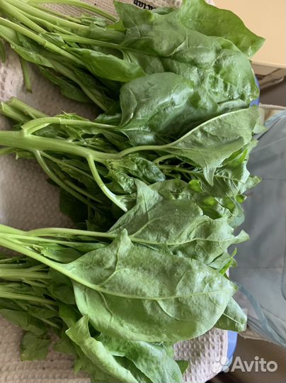 Базилик свежий и шпинат