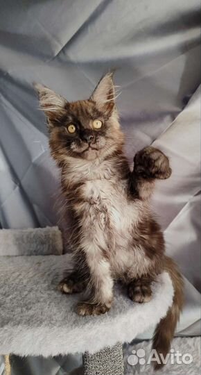 Котята мейн-кун