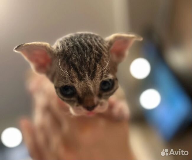 Котята девон-рекс