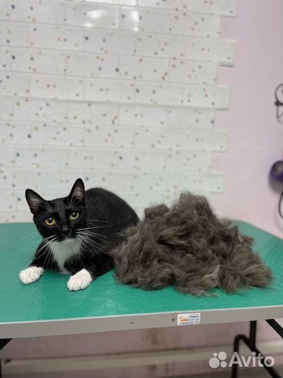 Экспресс линька собак и кошек