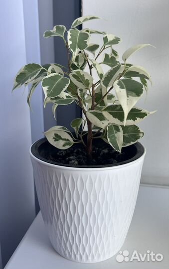 Фикус бенджамина