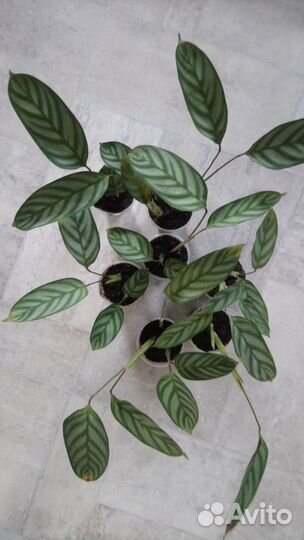 Пеларгония герань