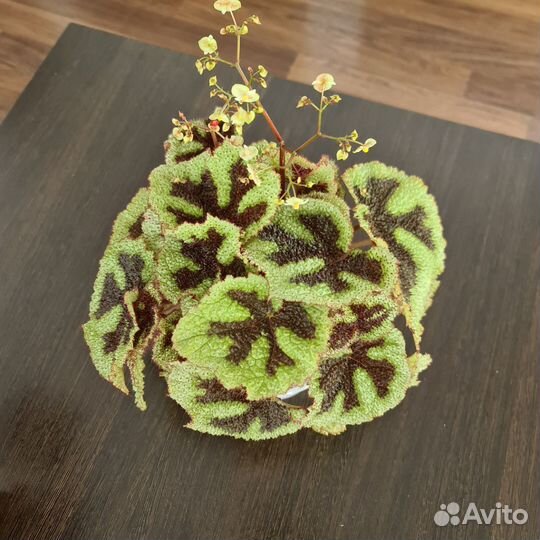 Бегония, взрослая