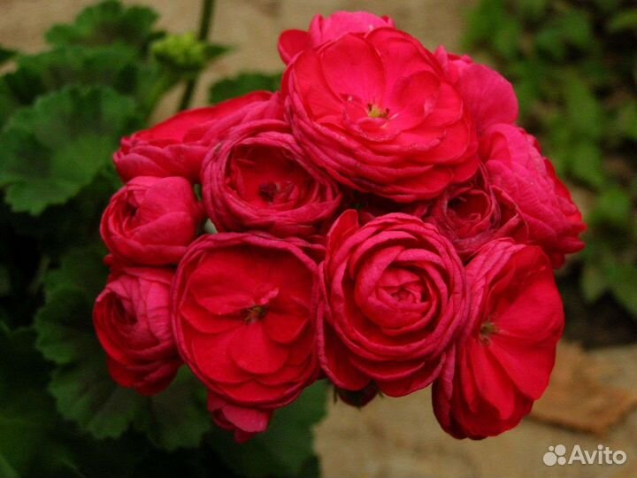 Пеларгония герань,распродажа