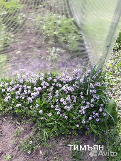 Саженцы пряных трав