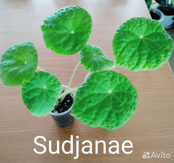 Бегонии Природники (видовые), часть 1