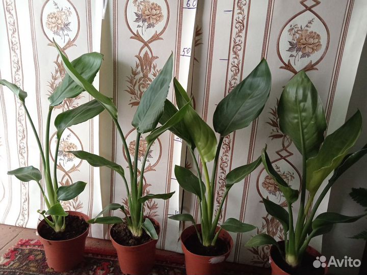 Стрелиция комнатные цветы растения