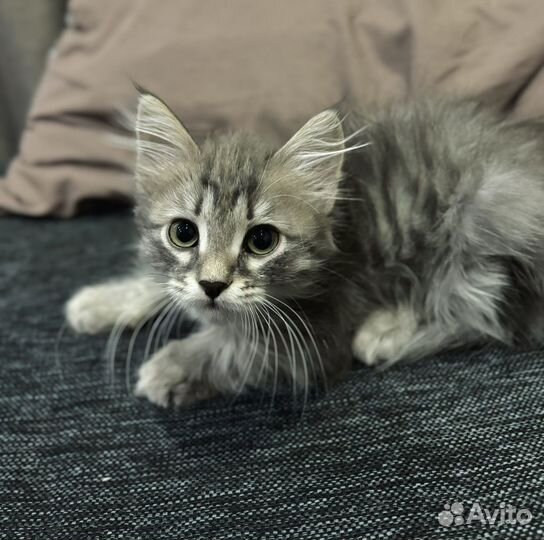 Котенок девочка в добрые руки