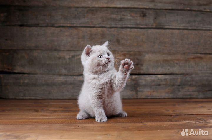 Британские котята малчики 1,5 мес