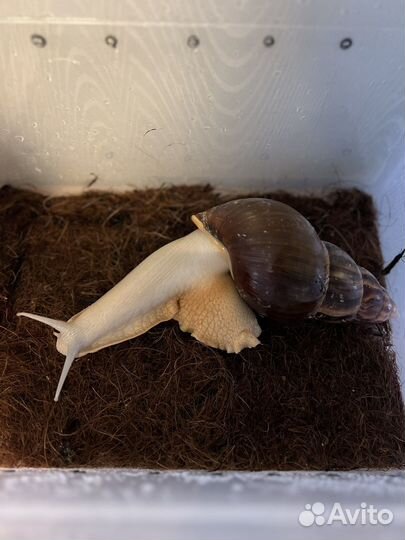 Улитки ахатины