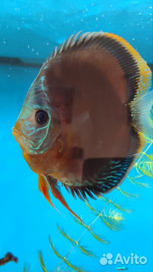 Дискусы 18см