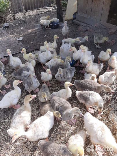 Гусята подрощенные