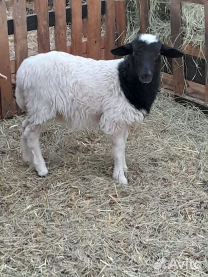 Овцы бараны ягнята