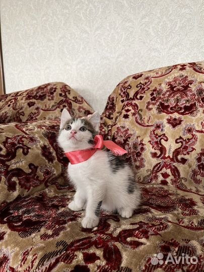 Котята ищут дом