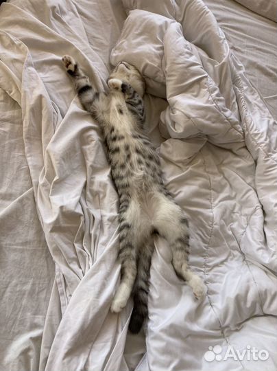 Кот ищет кошечку