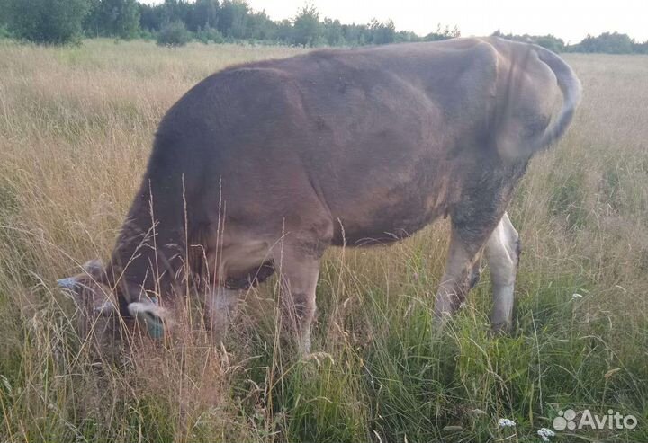 Стельная тёлка