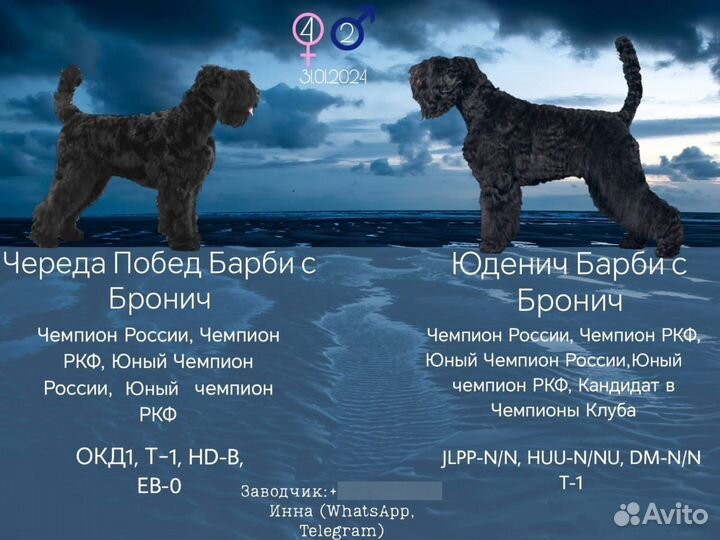 Русский черный терьер