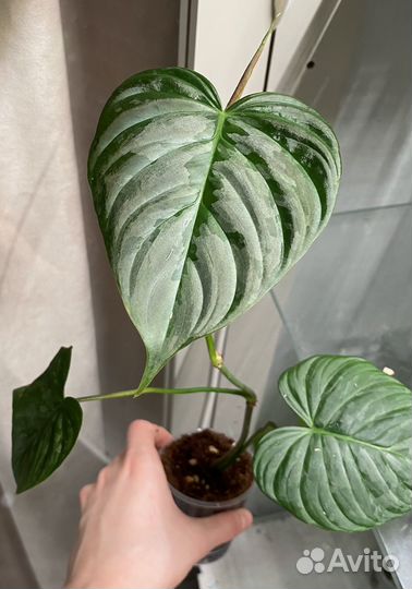 Филодендрон маджестик