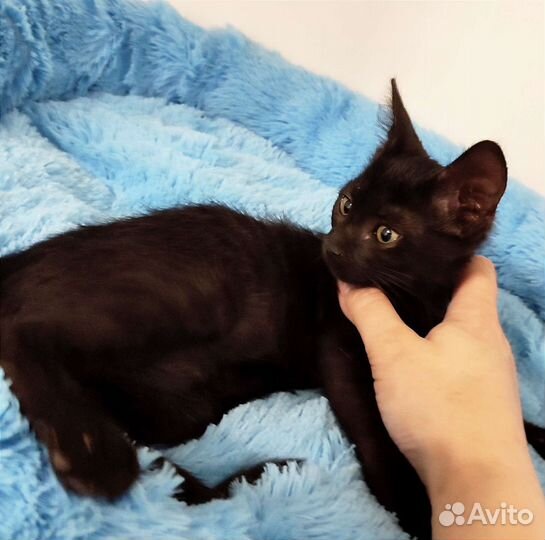 Котята в добрые руки бесплатно. Котики