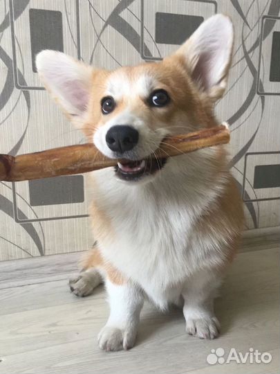 Вкусняшки для собак. Сертифицированные