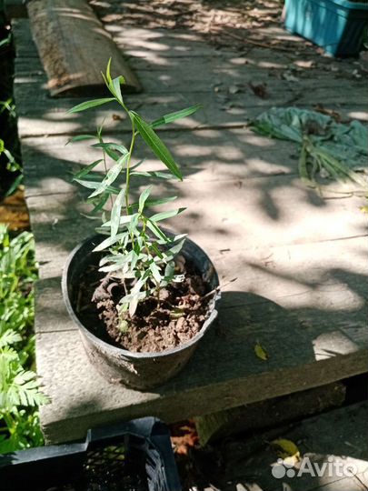 Пряные травы в горшках