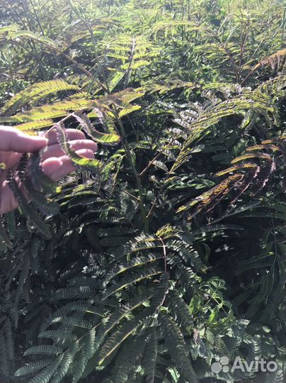 Декоративные растения для сада