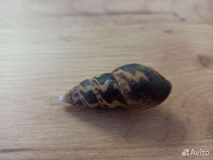 Морская раковина