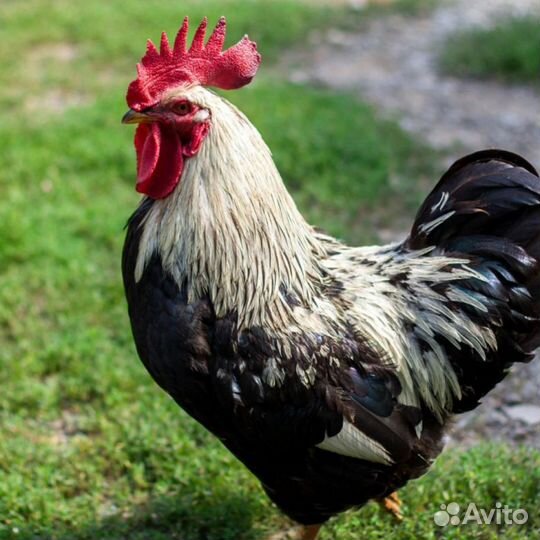 Молодые петухи