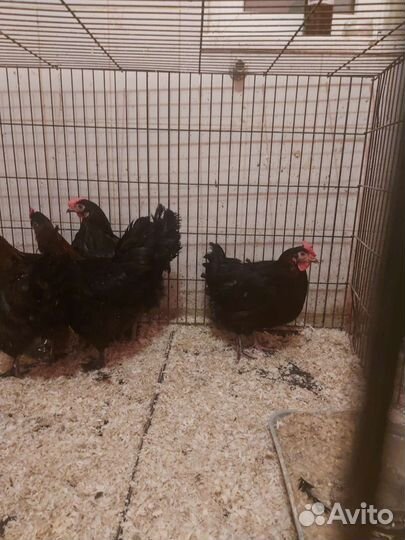 Мараны чёрно-медные Франция(импорт)