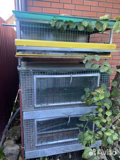 Клетки для кур цыплят перепелов
