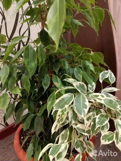 Фикус бенджамина
