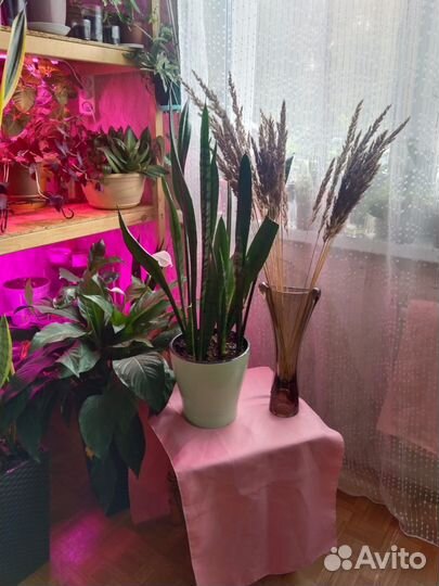 Сансивиерия