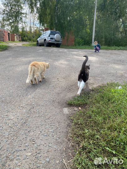 Коты и котёнок